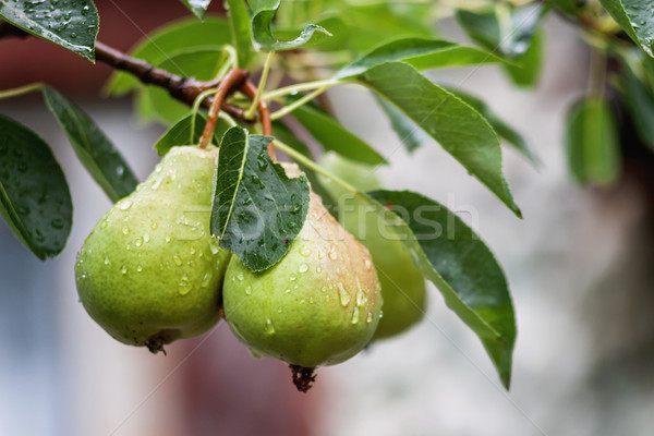 Branche beaucoup poires pluie ciel [[stock_photo]] © TanaCh