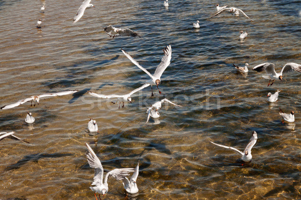 Over the sea along the beach gulls fly Stock photo © TanaCh