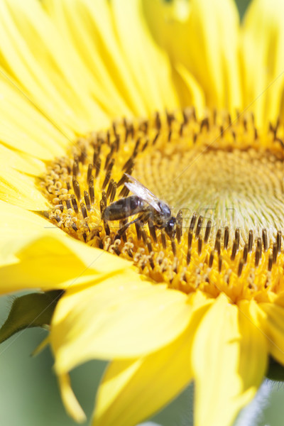 Pszczoła nektar słonecznika kwiat pomarańczowy zamazany Zdjęcia stock © TanaCh