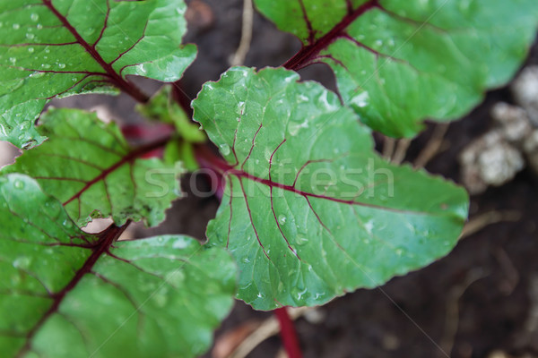 Frischen Rote Bete Spinat Pflanzen Gemüse Garten Stock foto © TanaCh