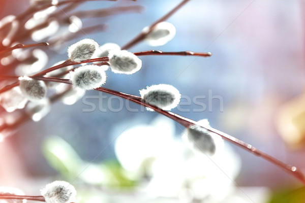 Willow fur-trees in sunlight in blur, close-up, in retro style Stock photo © TanaCh
