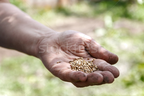 Homme main blanche bean semences [[stock_photo]] © TanaCh