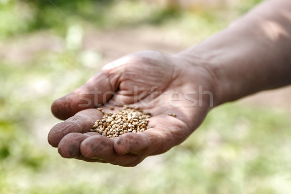 Homme main blanche bean semences [[stock_photo]] © TanaCh