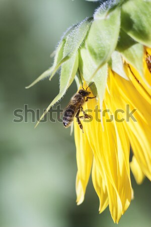 Abeille nectar tournesol fleur orange floue [[stock_photo]] © TanaCh