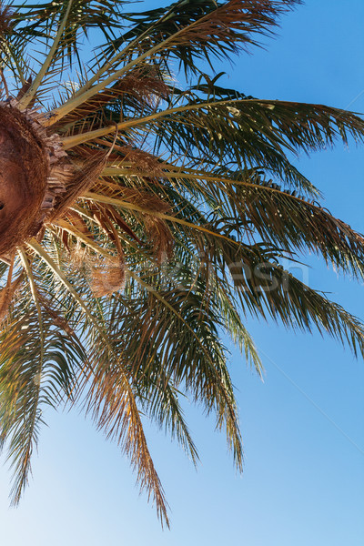 palm tree on a background of blue sky, view from below Stock photo © TanaCh