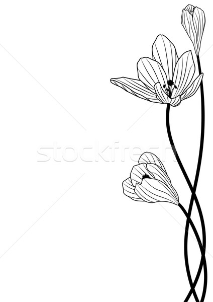 Stock photo: crocus