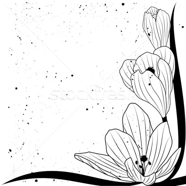 Krokus wektora kwiaty rogu projektu wiosną Zdjęcia stock © tanais