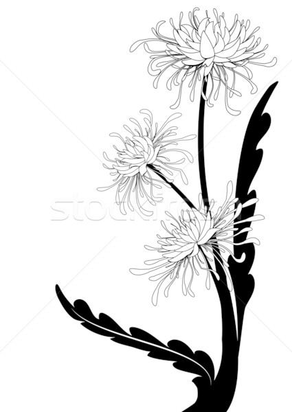 chrysanthemum Stock photo © tanais