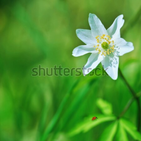 anemone and ladybird Stock photo © tanais