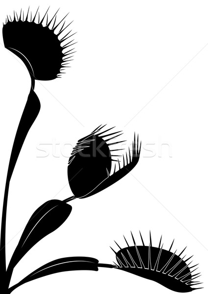 Venus flytrap Stock photo © tanais