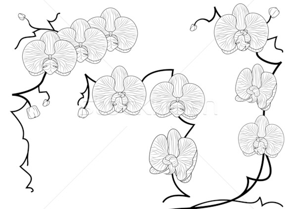 орхидеи набор вектора иллюстрация черно белые цветами Сток-фото © tanais