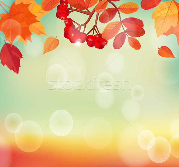Autumn background with colorful leaves and rowan. Stock photo © tandaV