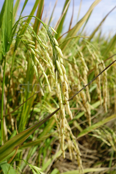 The ripe paddy field is ready for harvest Stock photo © tang90246