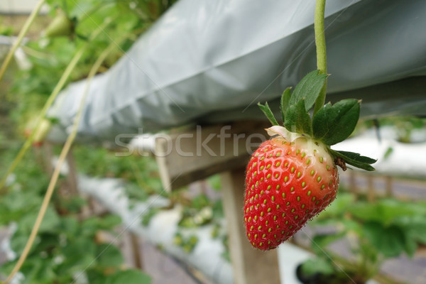 Foto d'archivio: Fresche · fragole · cresciuto · alimentare · natura · foglia