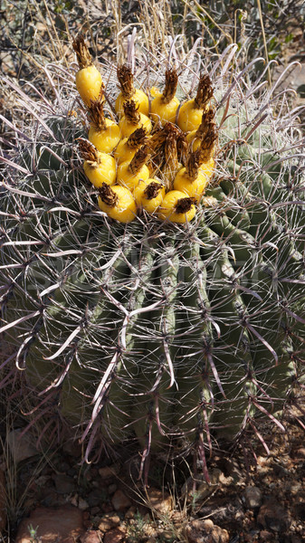 Wild cactus in the rocky stone desert Stock photo © tang90246