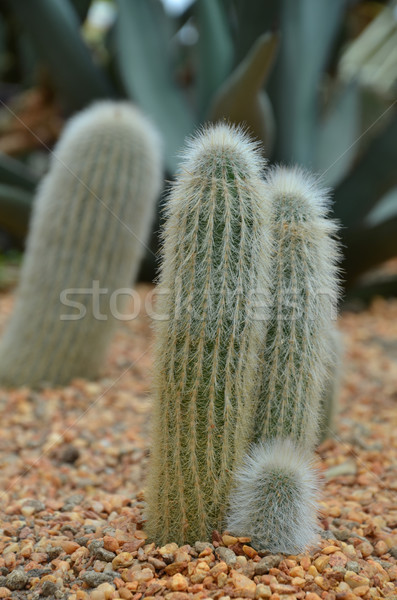 Cleistocactus strausii Stock photo © tang90246