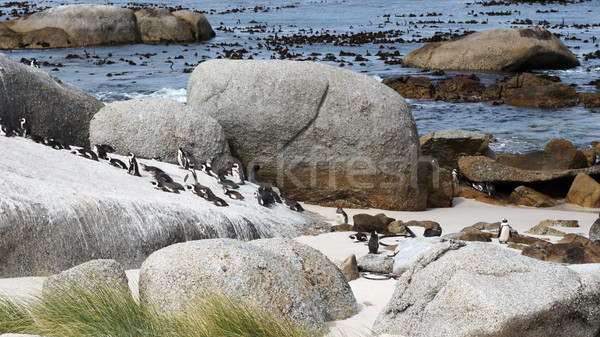 Boulders Beach African Penguins Stock photo © tang90246