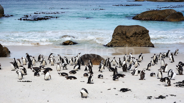 African Penguins on Boulders Beach Stock photo © tang90246