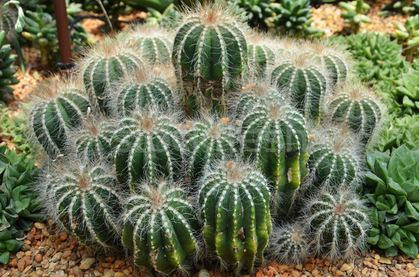 Cactus in botanic garden Stock photo © tang90246