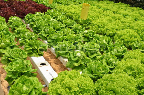 Hydroponic lettuce in greenhouse Stock photo © tang90246