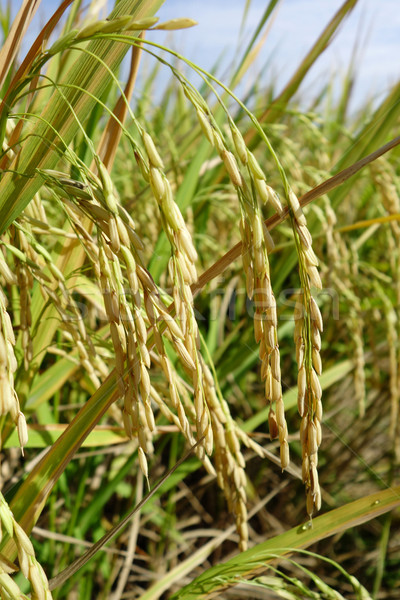 Close up of ripe rice in the paddy Stock photo © tang90246