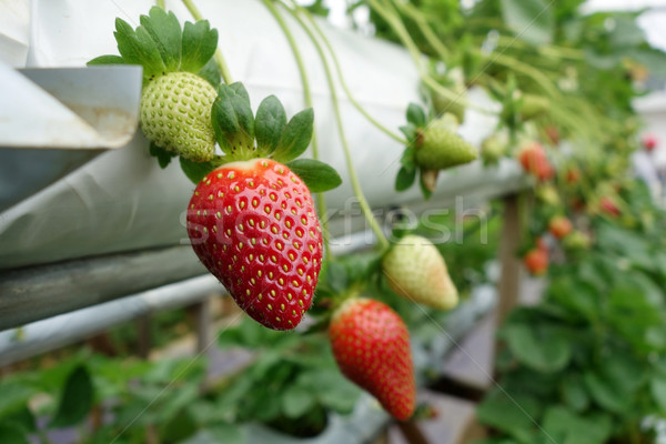 Foto stock: Frescos · fresas · crecido · alimentos · naturaleza · hoja