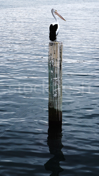 Pelican sits on a pylon post Stock photo © tang90246