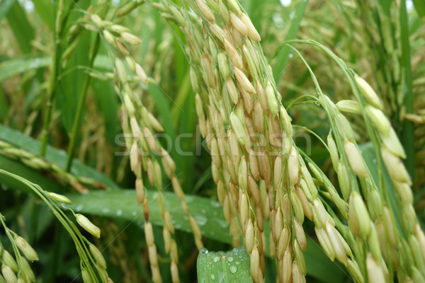 The ripe paddy field is ready for harvest Stock photo © tang90246