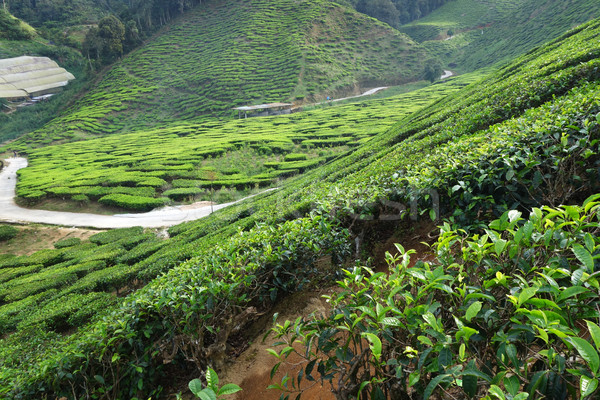 Té plantación tierras altas madera paisaje verano Foto stock © tang90246