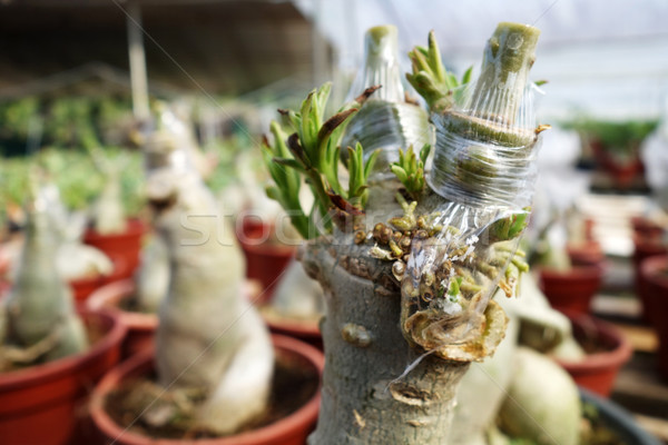 Stock foto: Stengel · Baum · neue · alten · Zweig · Natur