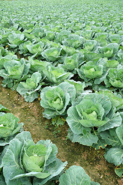 Rows of grown cabbages in Cameron Highland  Stock photo © tang90246