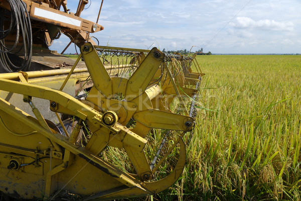 Harvesting ripe rice on paddy field  Stock photo © tang90246