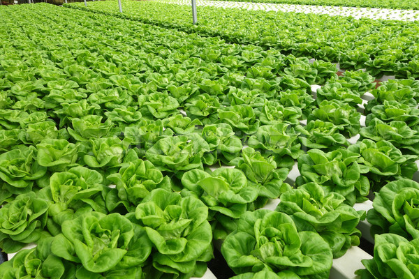 Commercial greenhouse soilless cultivation of vegetables Stock photo © tang90246