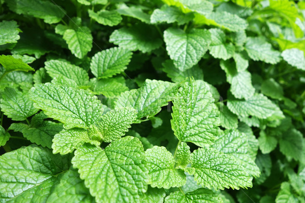 Foto stock: Fresco · hortelã-pimenta · planta · crescido · vegetal · jardim