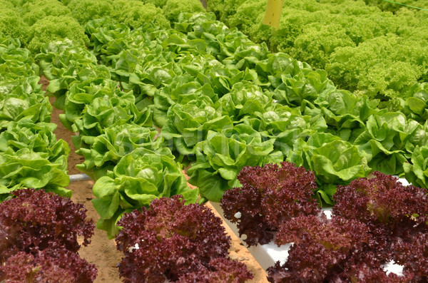 Salat Gewächshaus Produktion wenig Betrieb Wasser Stock foto © tang90246