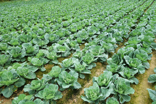 Rows of grown cabbages in Cameron Highland Stock photo © tang90246