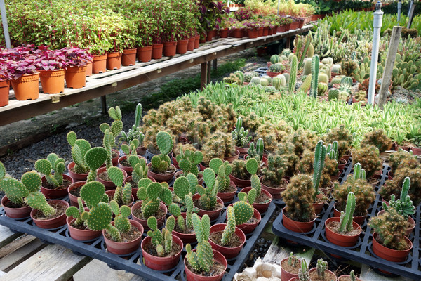 Kaktus Pflanzen innerhalb Gärtnerei Verkauf Business Stock foto © tang90246