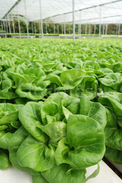 [[stock_photo]]: Commerciaux · effet · de · serre · légumes · eau · technologie · jardin