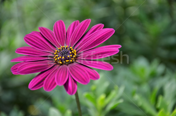 Purple daisy flowers, Osteospermum Stock photo © tang90246