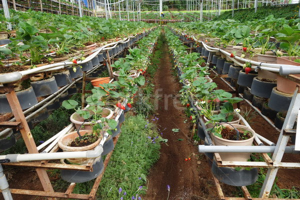 [[stock_photo]]: Fraîches · fraises · augmenté · alimentaire · nature · feuille