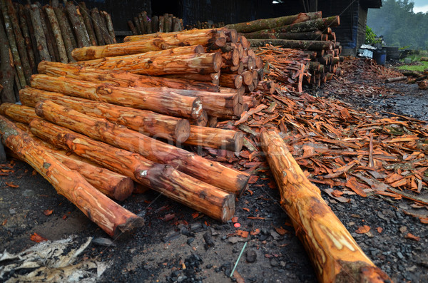 Fa faszén gyár használt gyártmány erdő Stock fotó © tang90246
