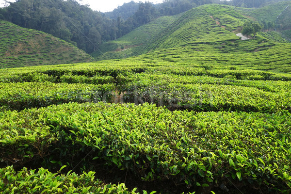 Tea ültetvény felvidék fa természet levél Stock fotó © tang90246