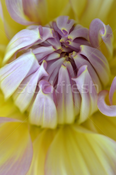 Bianco giallo viola dalia primo piano giardino Foto d'archivio © tang90246