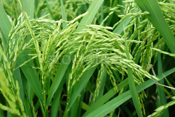 Paddy rice Stock photo © tang90246