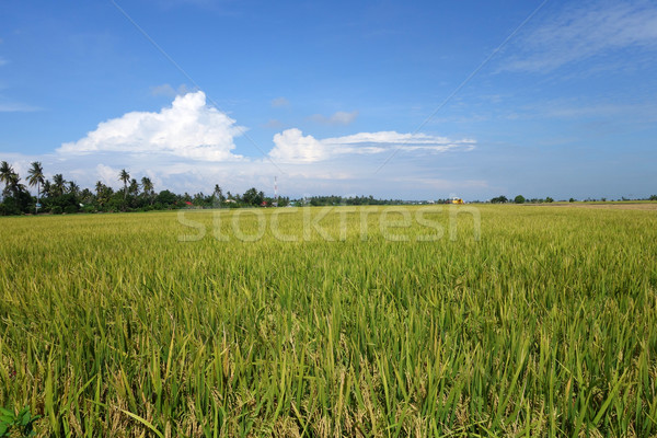 The ripe paddy field is ready for harvest Stock photo © tang90246