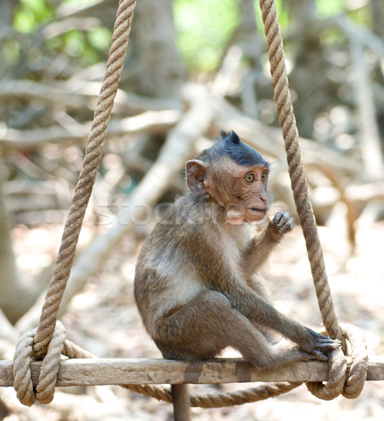 Sevimli bebek maymun bakıyor monkeys tropikal Stok fotoğraf © tangducminh