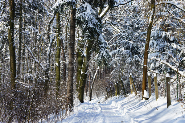 Beautiful winter with a lot of snow in the forest Stock photo © tannjuska