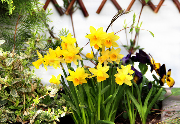 Spring narcissuses Stock photo © tannjuska