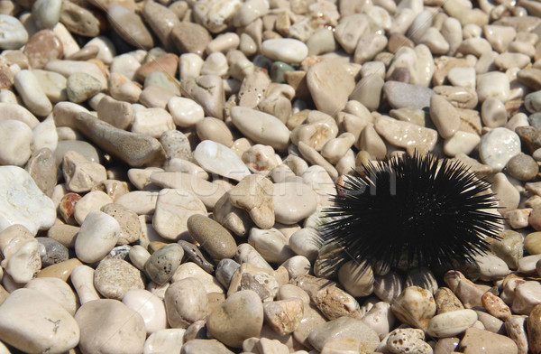 Sea urchin on the coast of Adriatic sea Stock photo © tannjuska