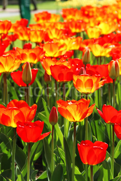 [[stock_photo]]: Holland · tulipe · champs · belle · Pâques